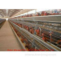 new design layer chicken cages  